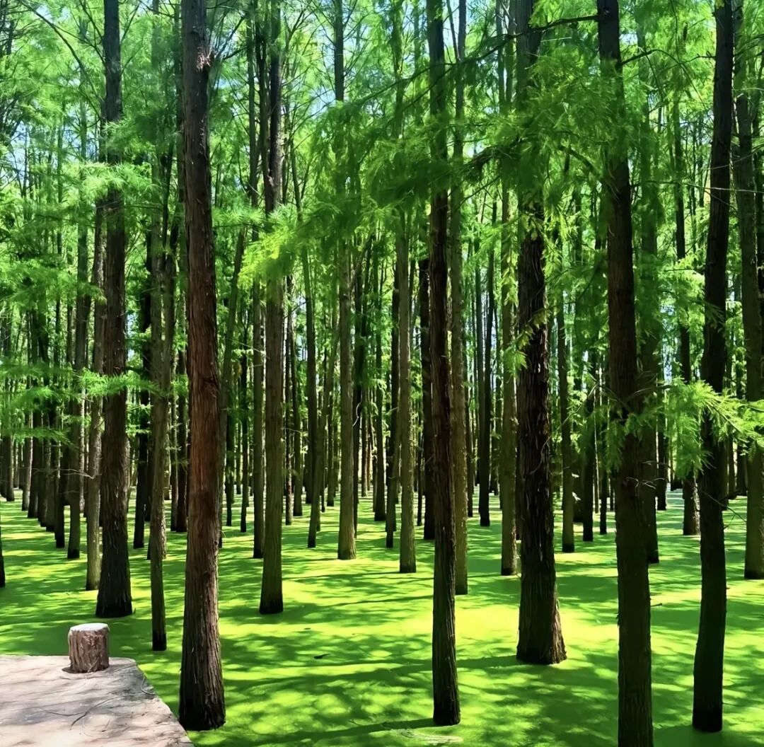 驻马店的春天，藏在公园里！一键解锁天中最美春色