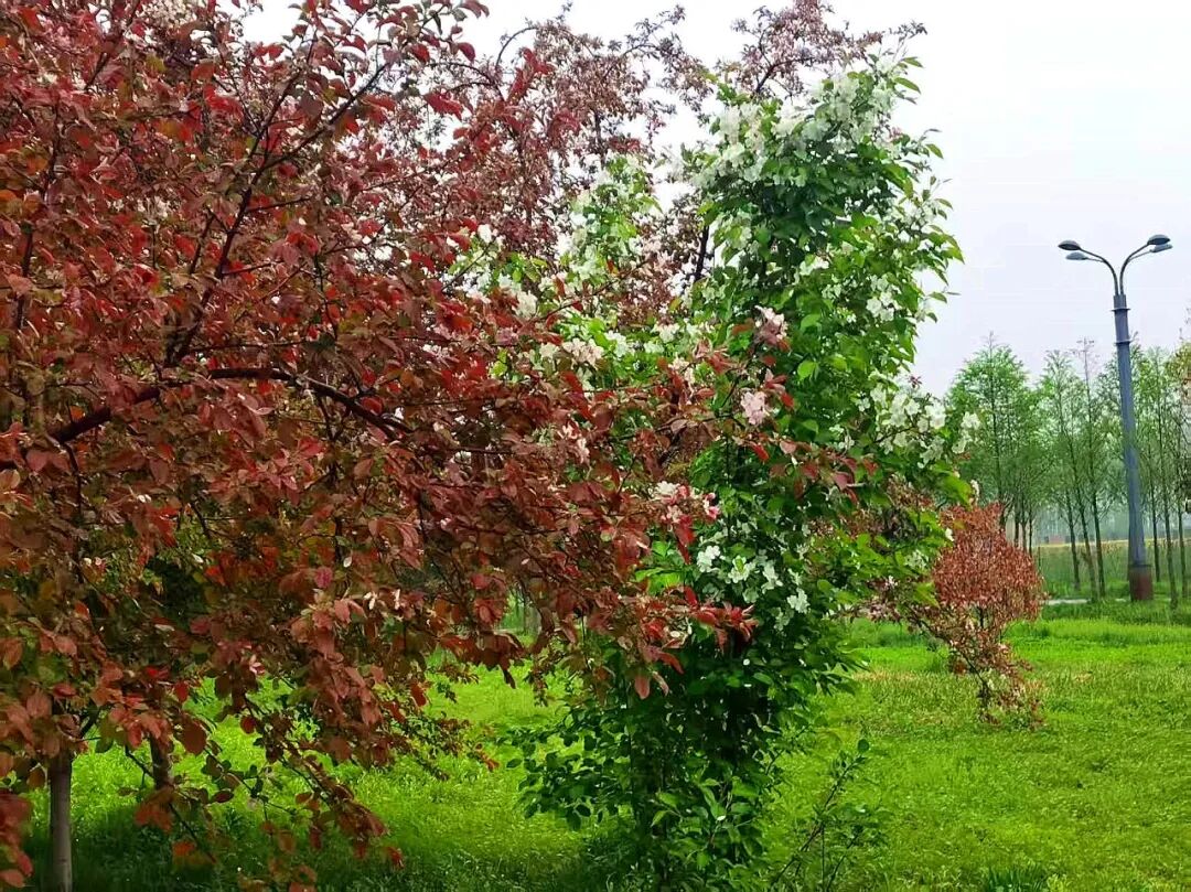 换个视角，邂逅雨里海棠温柔
