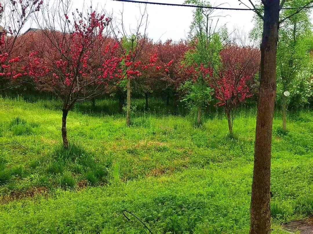 换个视角，邂逅雨里海棠温柔