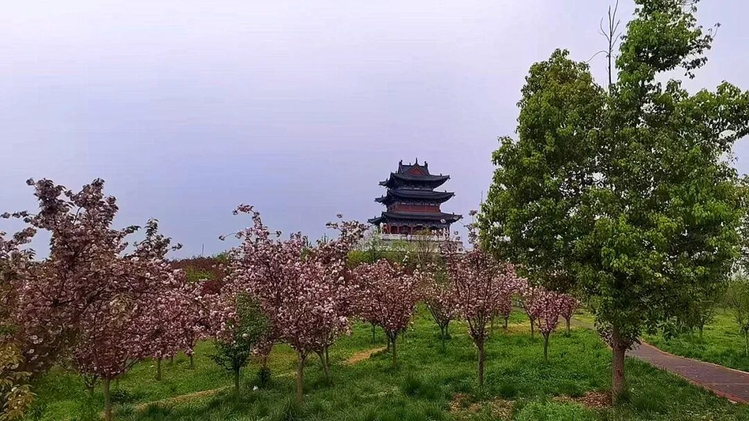 换个视角，邂逅雨里海棠温柔