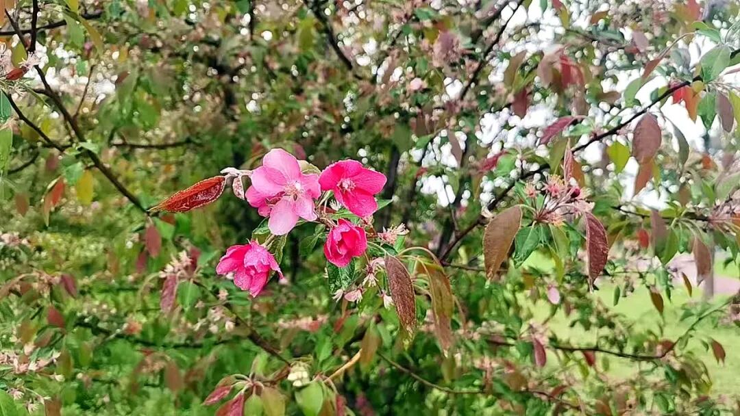换个视角，邂逅雨里海棠温柔