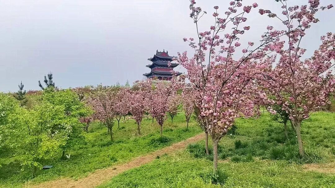 换个视角，邂逅雨里海棠温柔