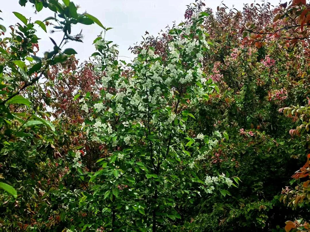 换个视角，邂逅雨里海棠温柔