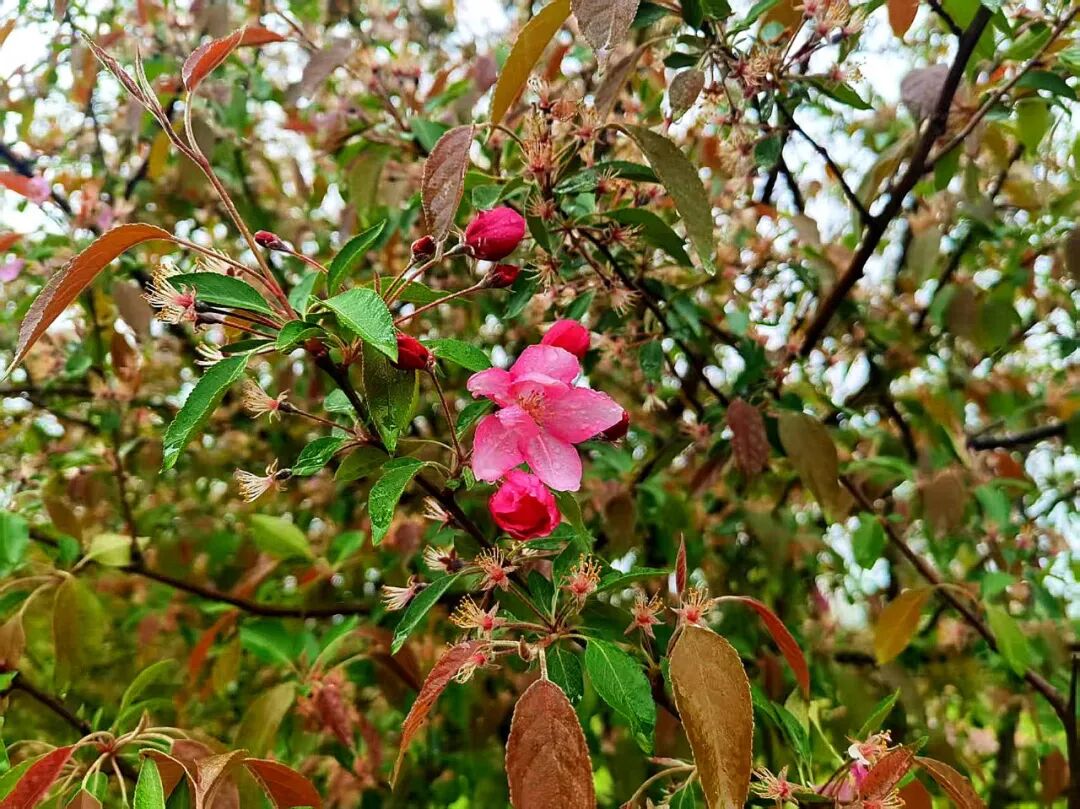 换个视角，邂逅雨里海棠温柔