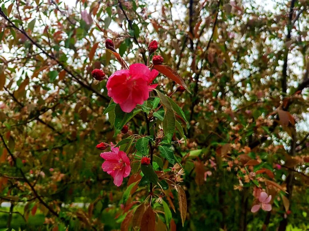 换个视角，邂逅雨里海棠温柔