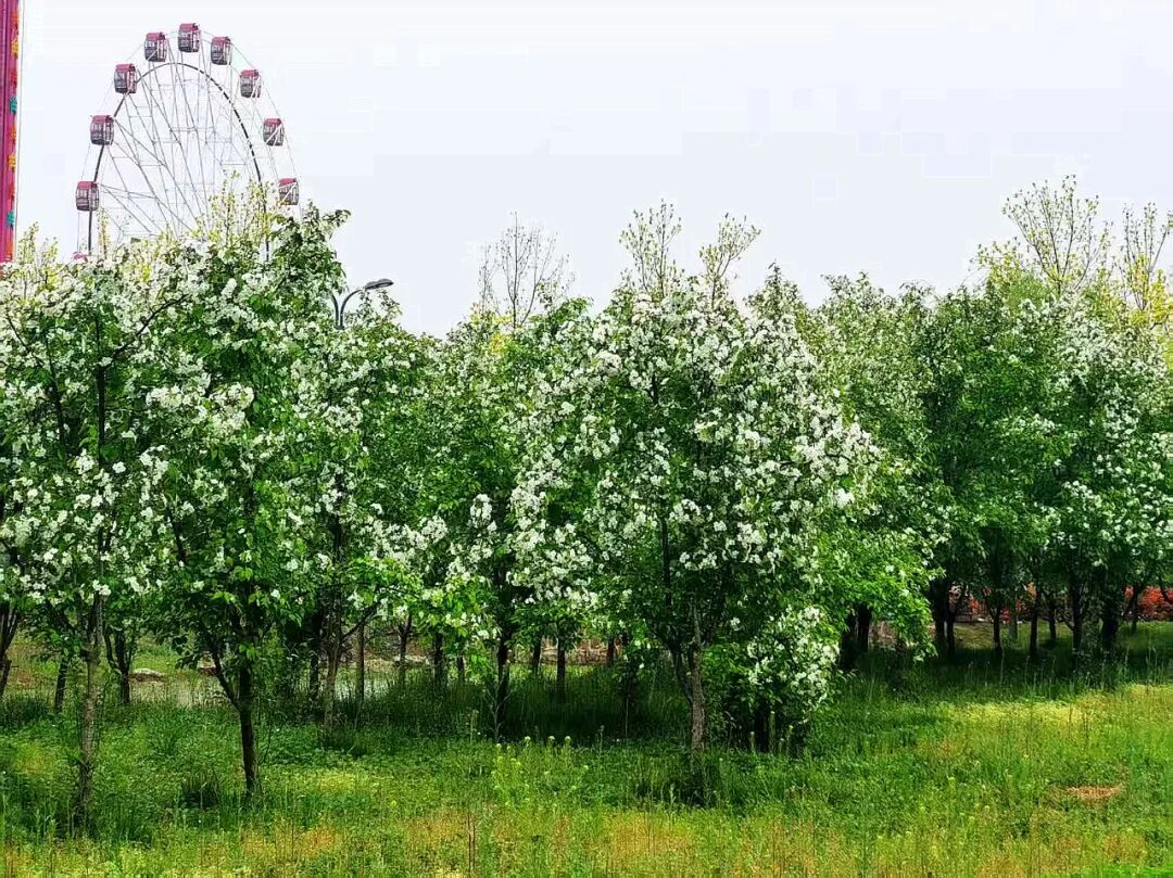 换个视角，邂逅雨里海棠温柔
